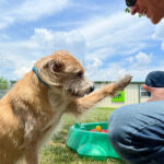 Dogs at play